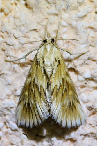Réf. 334 696 : Cynaeda dentalis